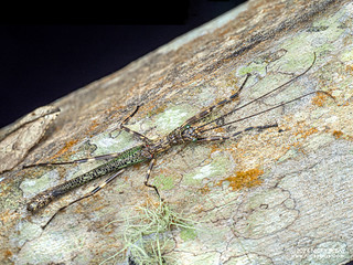 Stick insect (Phasmatodea) - P3103809