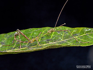 Stick insect (Phasmatodea) - P3125986