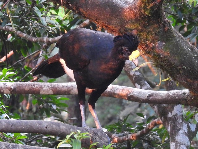 Great Curassow (male)