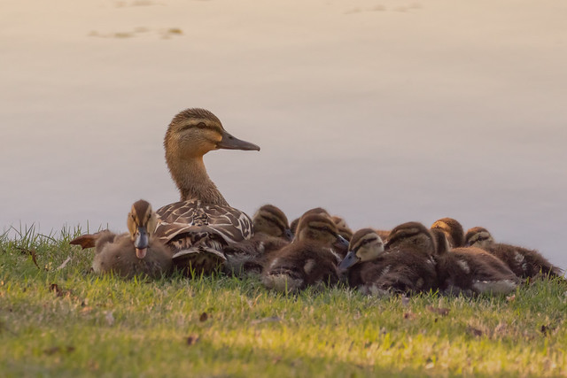 Resting With Ducklings