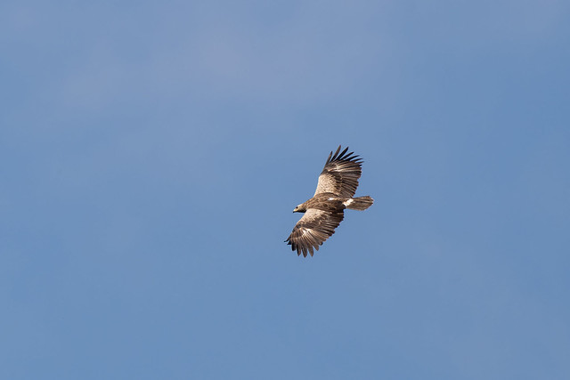 Orlik krzykliwy, Lesser spotted eagle (Clanga pomarina)