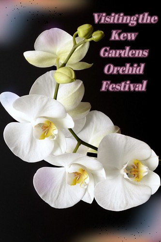 Visiting the Kew Gardens Orchid Festival