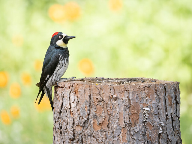 Woodpecker in Profile