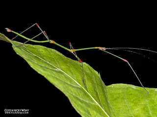 Stick insect (Lonchodes sanguineoligatus) - P3137730