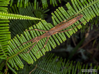 Stick insect (Phasmatodea) - P3127089
