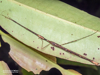 Stick insect (Anarchodes dorsalis) - P3127065