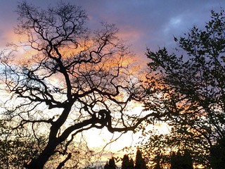 Lovely sunset sky tonight behind the tree.