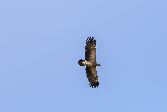 Orlik krzykliwy, Lesser spotted eagle (Clanga pomarina)