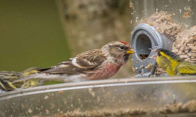 Lesser Redpoll (and an angry Siskin)