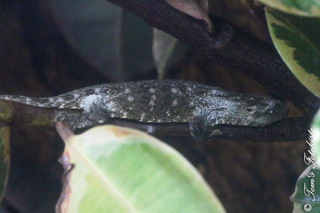 Neukaledonischer Riesengecko (Rhacodactylus leachianus)