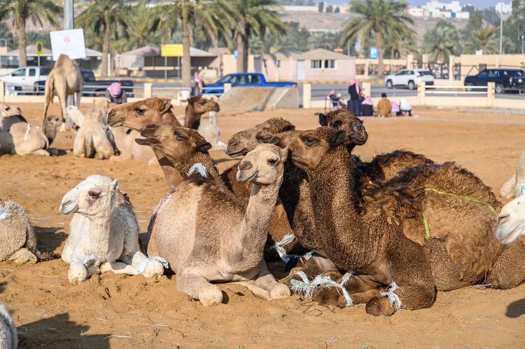 At the camel market in Buraydah Saudi Arabia