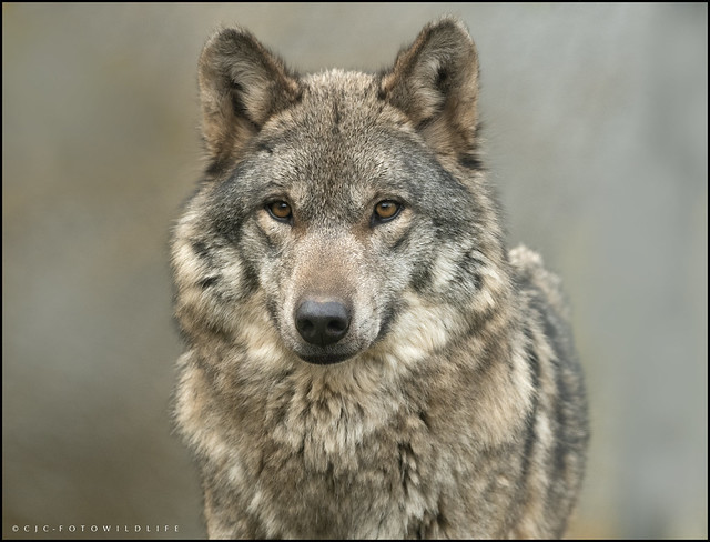Portrait of 'Asta' Eurasian Grey Wolf, Colchester Zoo.