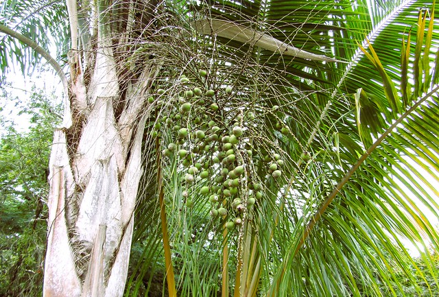 Syagrus romanzoffiana --  Queen Palm Tree from South America 9421