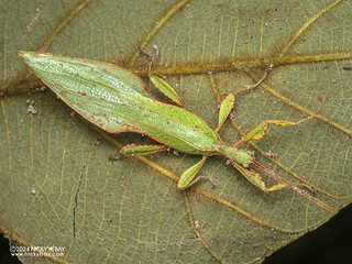 Leaf insect (Phyllium bradleri) - P3137789