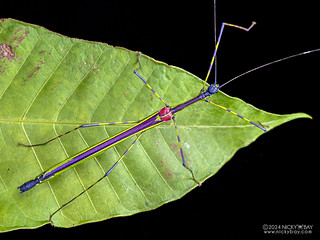 Keat Soon's stick insect (Orthonecroscia keatsooni) - P3137363