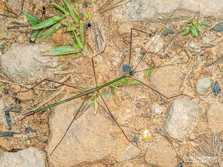 Stick insect (Phasmatodea) - P3114258