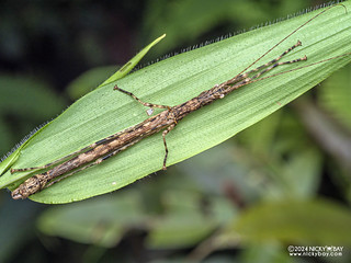 Stick insect (Eurybistus macrocerci) - P3114843