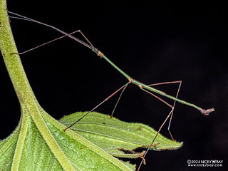 Stick insect (Lopaphus lampethusa) - P3114256