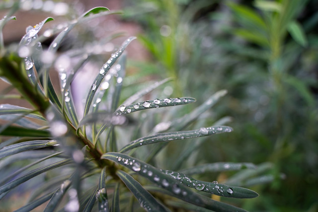 Raindrops on Euphorbia