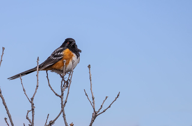 Spotted Towhee 1