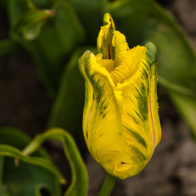 Yellow Tulip Bud