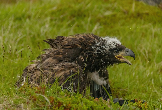 Young White-tailed eagle / Haförn, ungi (Haliaeetus albicilla)