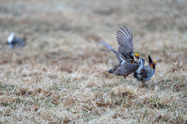 Male Prairie Chickens during an aggressive encounter on the booming grounds at Hamden Slough National Wildlife Refuge in Hamden Township, Minnesota