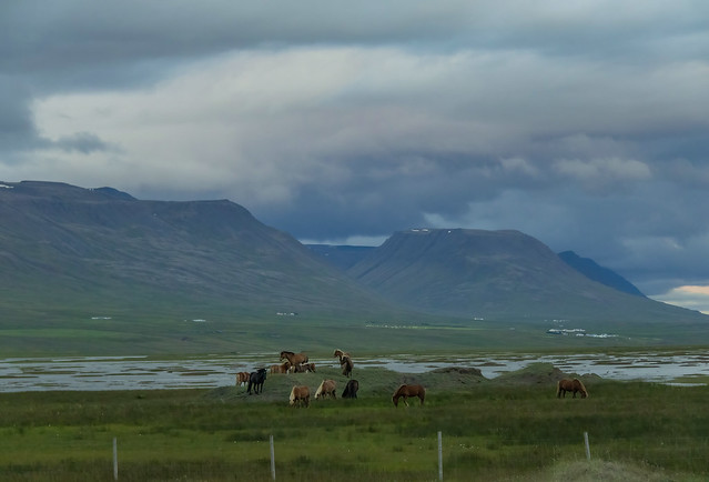 Horses at Skagafjörður, North-West of Iceland