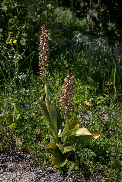 Himantoglossum robertianum (Robert's Giant Orchid) - Orchidaceae - Latchi, Polis Chrysochous, Cyprus