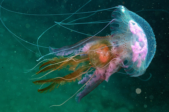 Lanzarote-201202-PlayaChica-Jellyfish-PelagiaNoctiluca8-Two-WithGonads-Avg