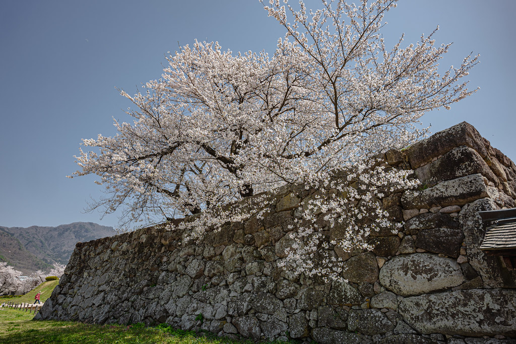 城の桜