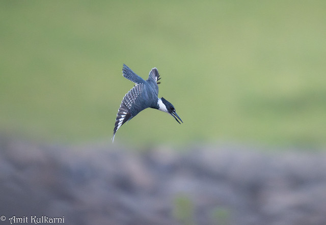 Belted Kingfisher dive