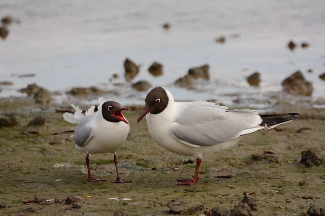 Brownsea Island Black-headed gull pair