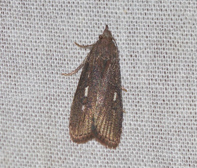 ecosystem/fauna/Pyralid Moth (Tirathaba ruptilinea)