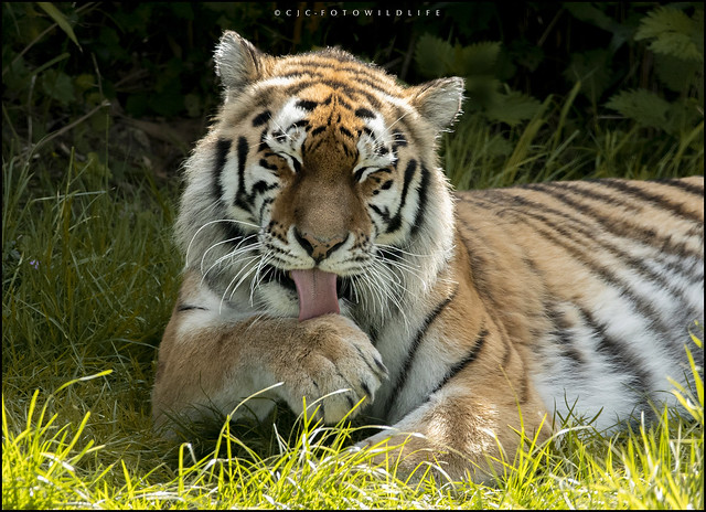 Amur Tigeress 'Taiga' Colchester Zoo