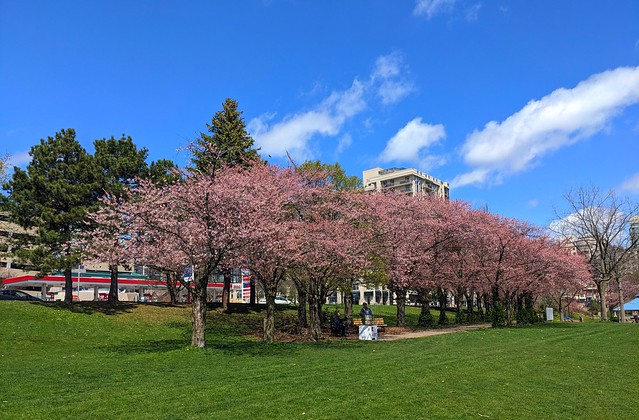 Cherry Blossoms, Spencer Smith Park, Burlington, Halton, ON