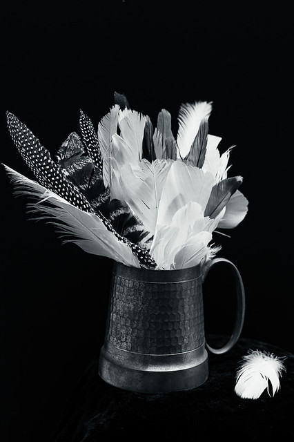 feathers in black and white