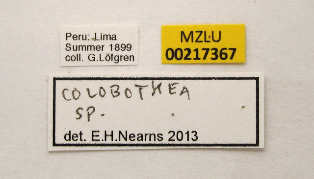 Colobothea meleagrina Erichson, 1847