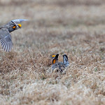 Prairie Chickens have an aggressive encounter on the booming grounds at Hamden Slough National Wildlife Refuge in Hamden Township, Minnesota Please attribute to Lorie Shaull if used elsewhere.