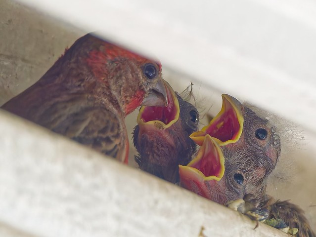 new born house finch being fed by dad