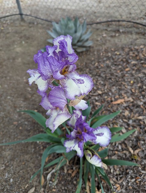 Iris subg. Iris hybrid - Iridaceae Iridoideae Irideae - bearded iris 4