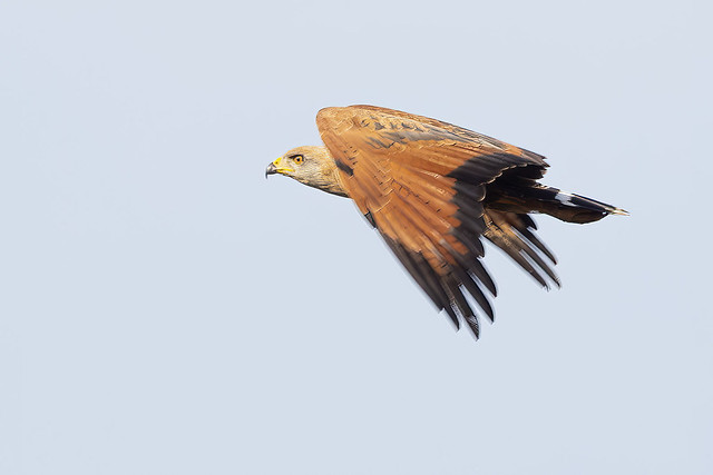 Savanna Hawk (Buteogallus meridionalis) 2 032424