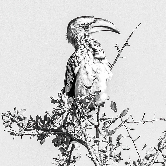 Southern Yellow Hornbill