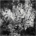 A Privet Bush in Flower