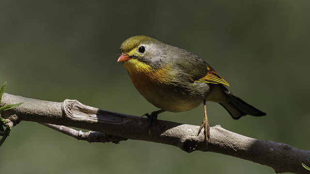 A Red Billed Leiothrix foraging on the roadside