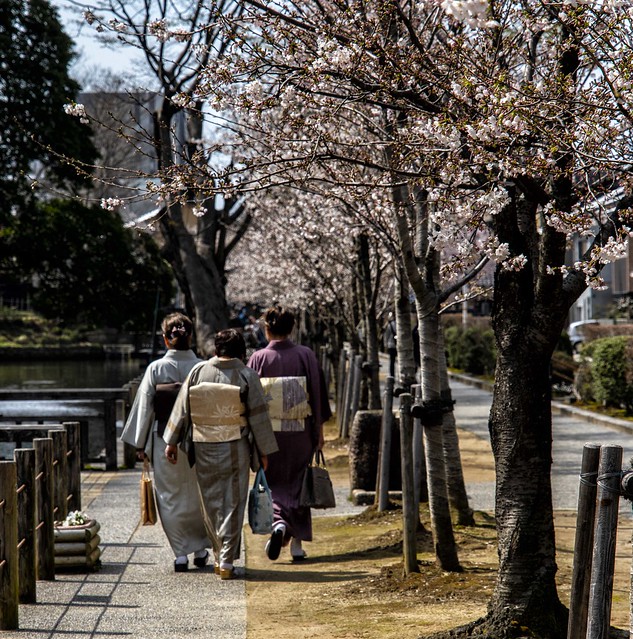 Kimono Cherry Blossum