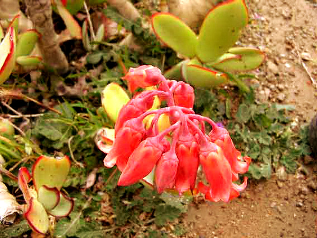 flores Las Tederas Gran Canaria 196