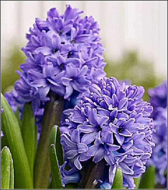 Two Lovely Hyacinths ..