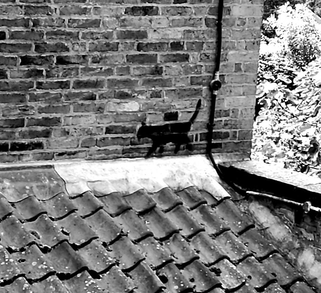 Cat on a hot tin roof...
