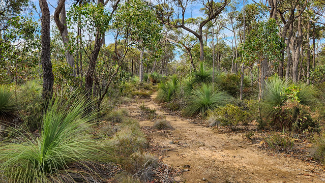 Brisbane Ranges Grass Trees-3.jpg